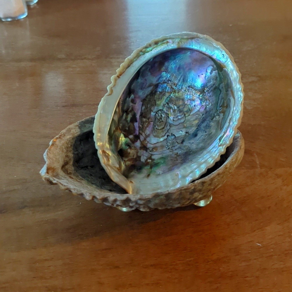Two abalone shells